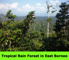 Tropical Rain Forest in East Borneo